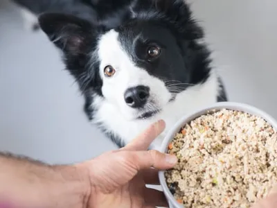 Recetas formuladas por veterinarias nutricionistas